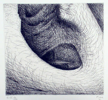Plate IV: One Finds Forms of Great Strength Contrasting with Others of Amazing Delicacy