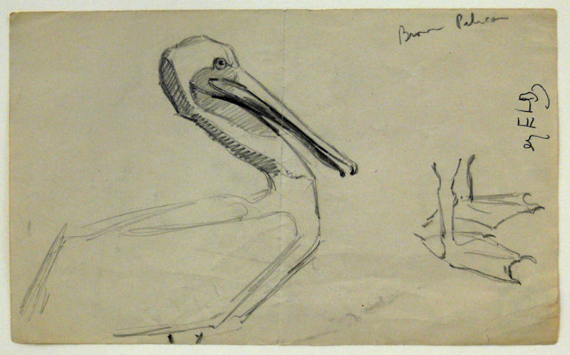 Brown Pelican