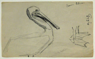 Brown Pelican