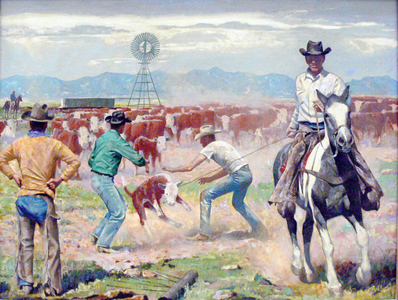 Dragging Calves