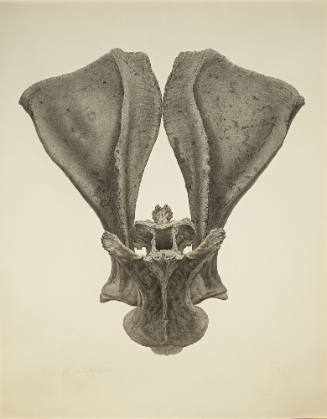 Ciervo Angelico