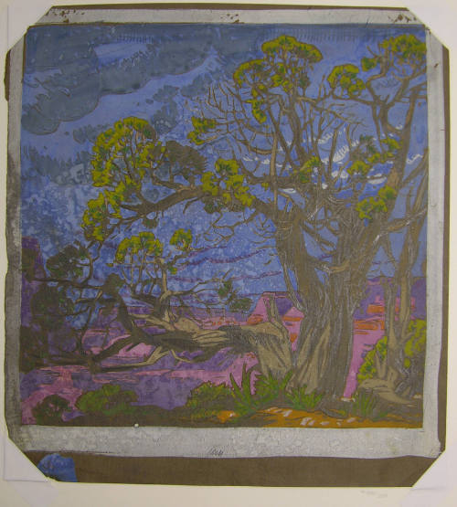 Cedar - Grand Canyon (study)