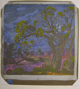 Cedar - Grand Canyon (study)