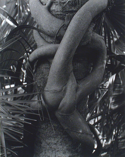 Strangler Fig