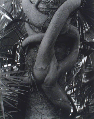 Strangler Fig