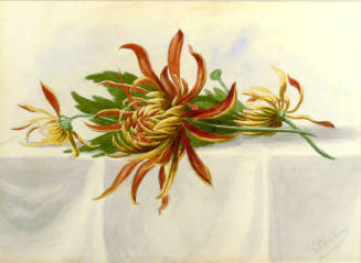 Untitled - Chrysanthemums on Table